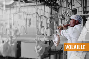 Volaille